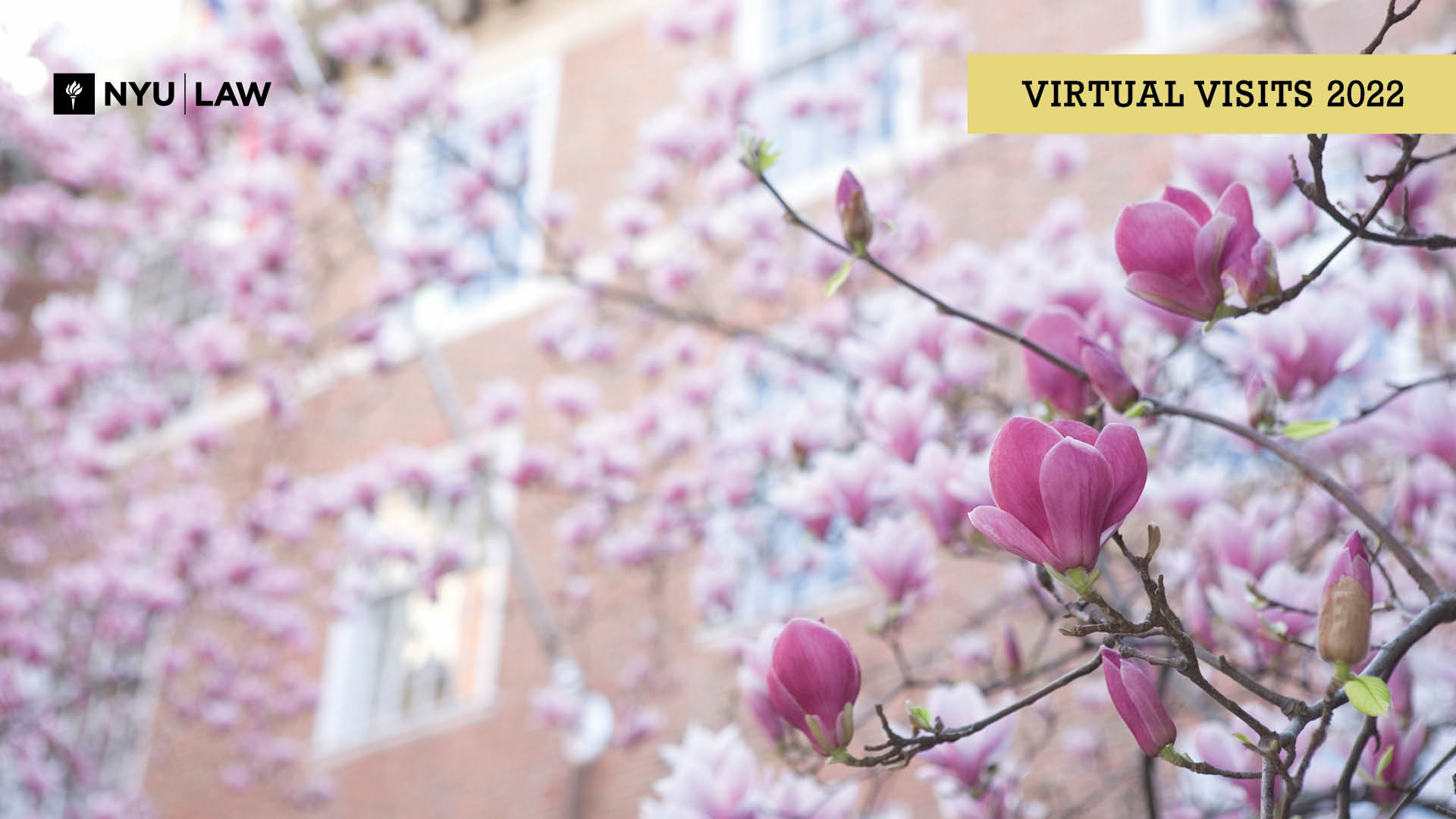 Magnolias in Vanderbilt Hall courtyard with text "Virtual Visits 2022"